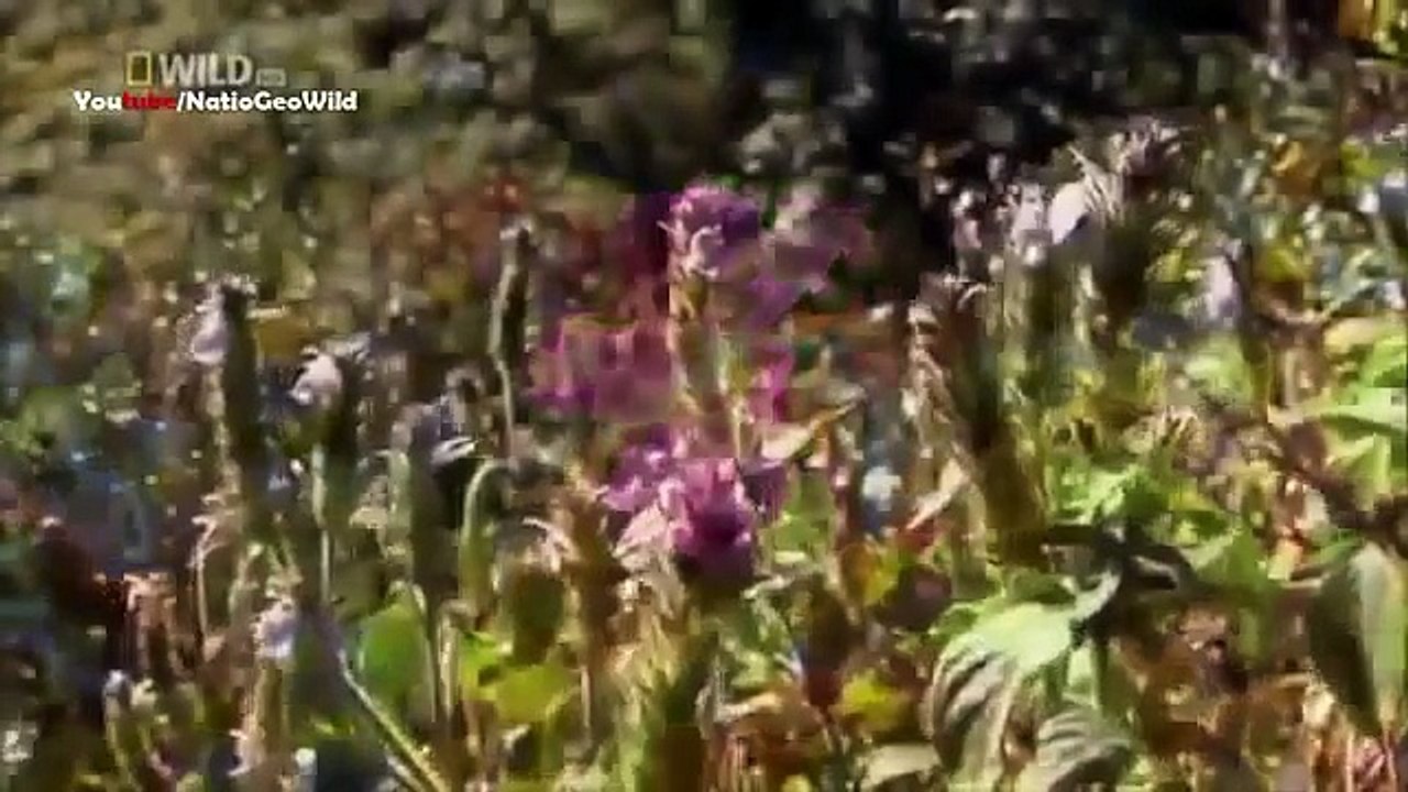 National Geographic Wild Thailand Forgotten And Rarely Seen Wilderness National Geographic