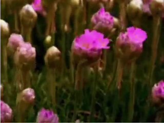 Noorie - shary..........shary............shary.............Sagoo