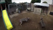 BULLY DOG JUMPING ABILITY