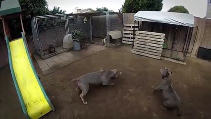 BULLY DOG JUMPING ABILITY