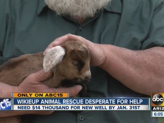 Wikieup animal rescue desperate for help