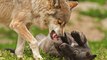 Giraffe Giving Birth at Snow Leopard Cubs Play in Snow Wolf Pups First Wellness Exam Brookfield Zoo