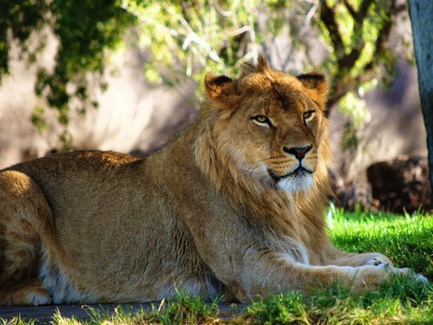 Enrichment Trees Wolf Pups First Wellness Exam Warm Up Exercises with Cute Baby Gibbon Cuong