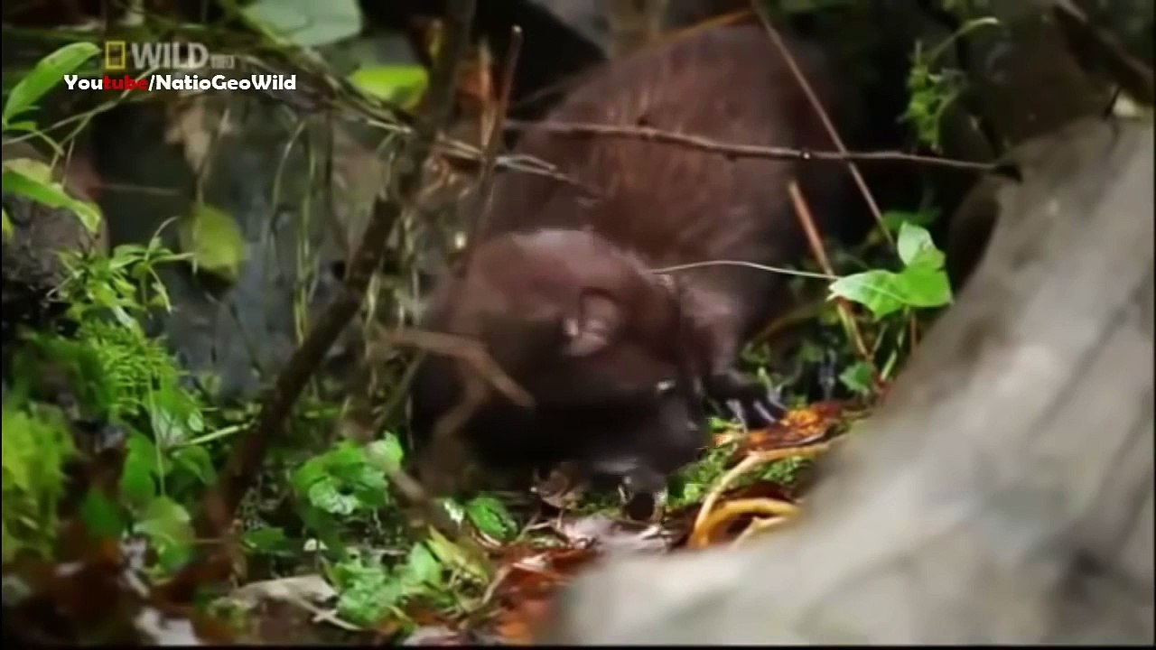 BBC Documentary 2016 - Wild Alaska - National Geographic Documentary HD