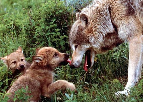 Pentatonix Visits Snow Leopard Cubs Play in Snow Wolf Pups First Wellness Exam Brookfield Zoo