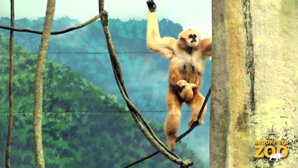 White-Cheeked Gibbon Born to Indah and Benny