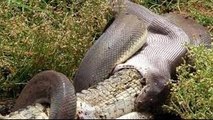Documentary Animals Full Episodes_National Geographic 2015 _Poison Snake