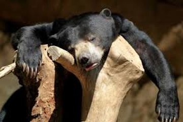 Dr. Mike's Video Blog Enrichment Trees Wolf Pups First Wellness Exam   Gorilla Wellness Exams