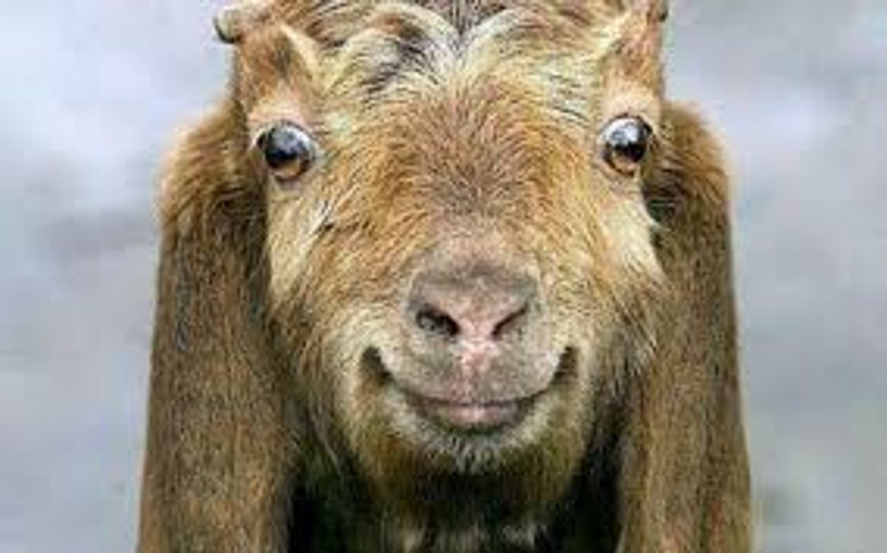 Shamrock Enrichment for St. Patrick's Day