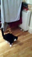 Mr Bouncy Cat - The Funny Cat Walk Hop