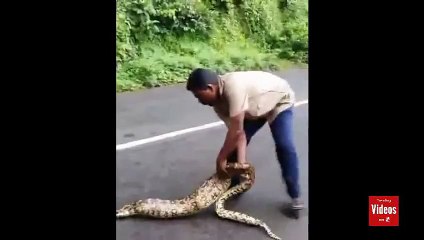 Un homme sort deux chèvres de l'estomac d'un python