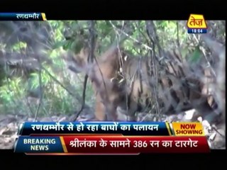 The Tiger King Of Ranthambore National Park Sultan Returns