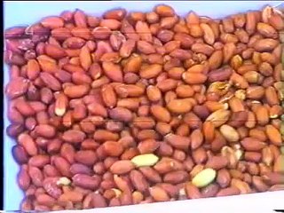 Máy bóc vỏ lụa đậu phụng tách đôi hạt DTJG, máy bóc vỏ lụa đậu phụng rang