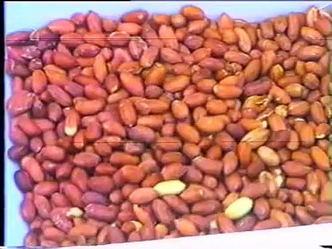 Máy bóc vỏ lụa đậu phụng tách đôi hạt DTJG, máy bóc vỏ lụa đậu phụng rang