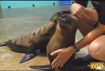 Cute Orphaned Sea Lion Pups Find Home at Brookfield Zoo