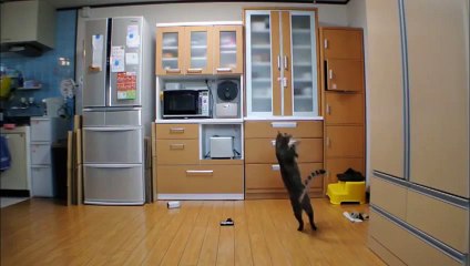 A  goalkeeper Cat - chat gardien