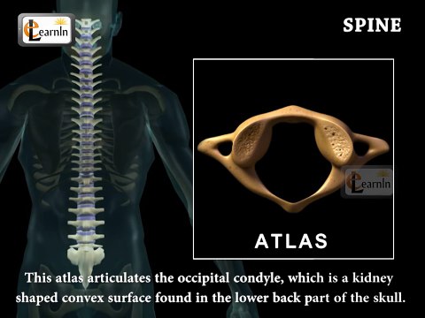 Spine or Vertebral column Spine bones joints Human Spine Anatomy 3D animation Elearnin (2)