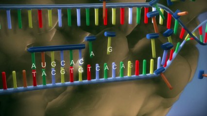 From DNA to protein - 3D