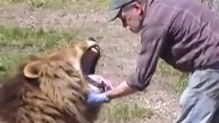 Crazy Lion Attack â€“ He Died After Thi