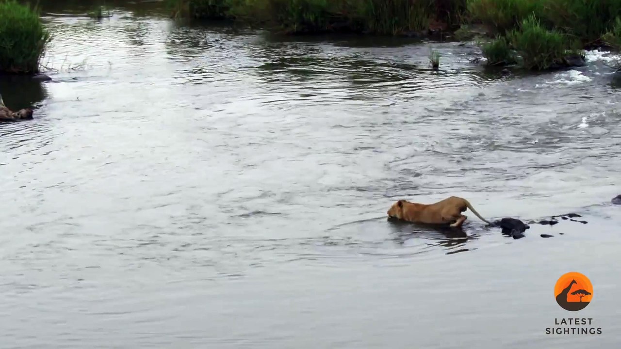 Crocodile Attacks a Male Lion - Latest Wildlife Sightings