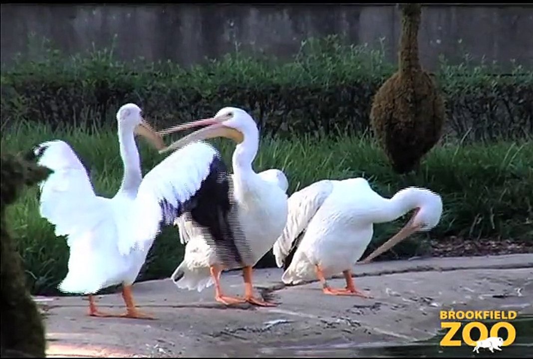 CZS Collaborates on U.S. Geological Survey Study of Asian Carp