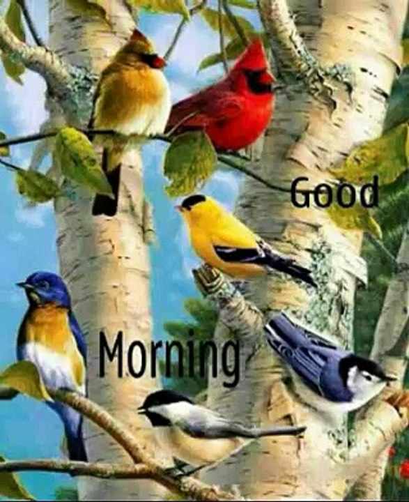 good morning video