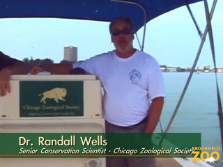 CZS Dolphin Researchers Study Impact of Oil Spill
