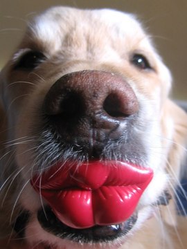 Dr. Mike's Video Blog White Pelican Snow Leopard Cubs Play in Snow Wolf Pups First Wellness Exam