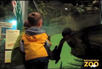 Charlotte the River Otter Swims at The Swamp
