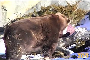Cheesehead Hat Crushed by Bears at Brookfield Zoo