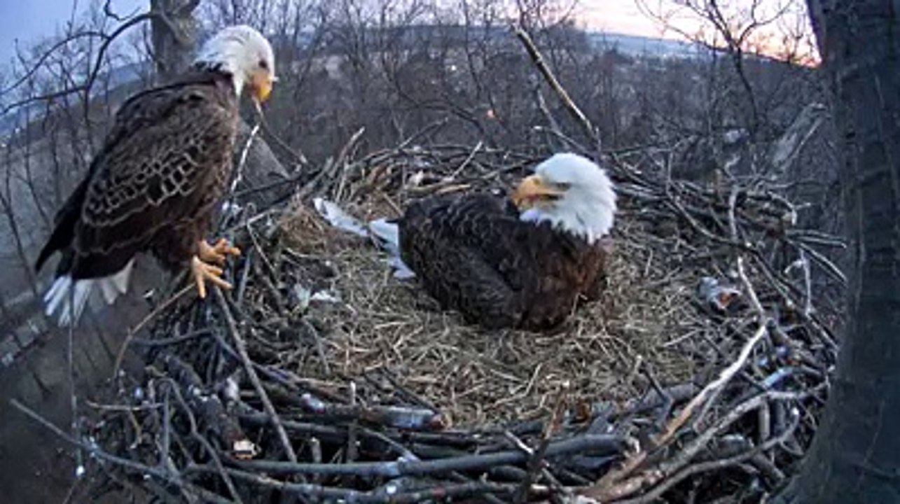 Here's video of the second baby eaglet this morning