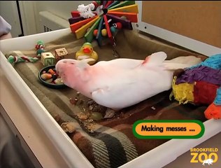 Cookie Cockatoo Pops Up at Brookfield Zoo