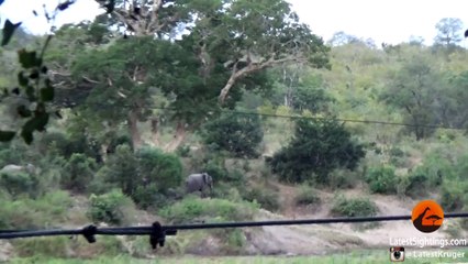 Baby Elephant Falls and Rolls Down a Hill