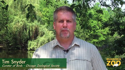 Cookie Cockatoo's 81st Birthday!