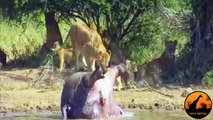 Dead Hippo Explodes And Sh ts On A Lioness - Latest Wildlife Sightings