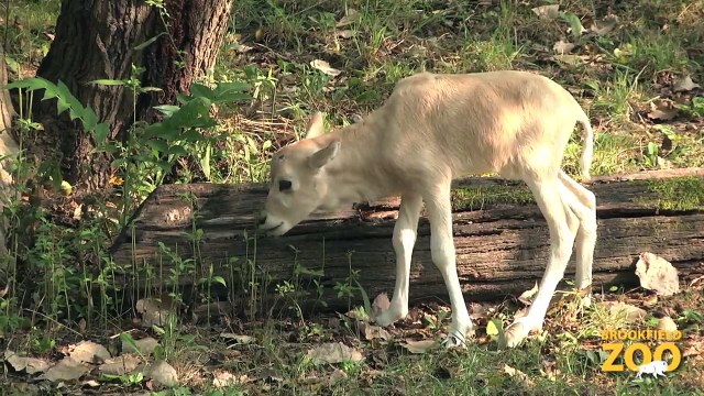 New Addax Calves at Snow Leopard Cubs Play in Snow Wolf Pups First Wellness Exam Brookfield Zoo