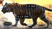 watch Tiger Vs Lion #1   Tiger Vs Lion   Tiger Vs Lion fight   animal fight