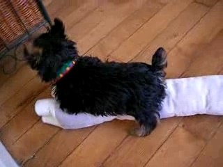 Bounty et sa souris à 3 mois