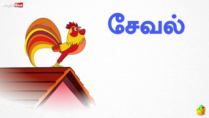Cock (சேவல்) - Birds (பறவைகள்) - Learn Tamil Spelling (தமி��
