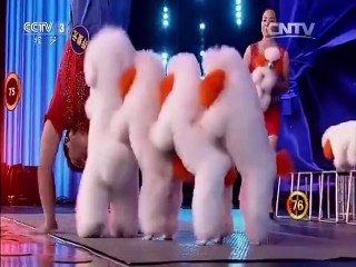 Puppies Performing Acrobatics - Amazing