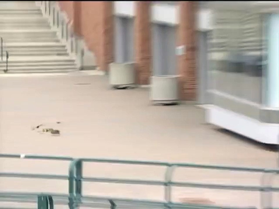 41. Ducks blown off their feet by the wind