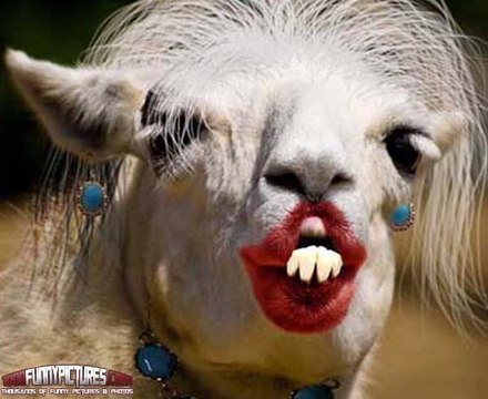 Fish Gotta Swim at The Living Coast Snow Leopard Cubs Play in Snow Wolf Pups First Wellness Exam