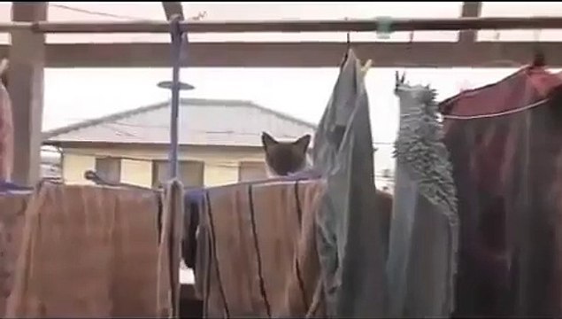 26. Kitty Corliss Grinding the Crack