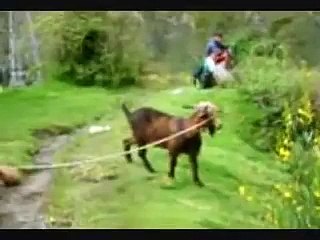 30. Bob Ed Goats Help