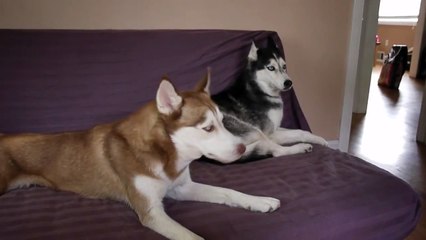 Mishka says "I want Potatoes!" - Husky Dog Talking