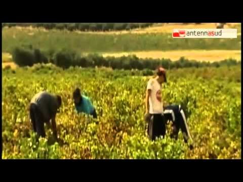 Tg Antenna Sud - Caporalato, braccianti romeni sfruttati