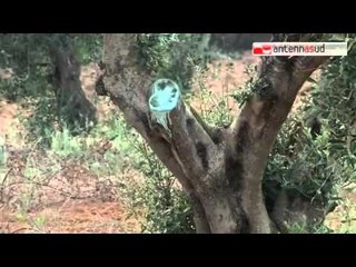 Download Video: Tg Antenna Sud - Xylella, il m5S chiede Commissione parlamentare