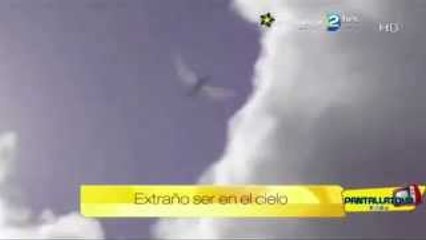 DRAGÓN O EXTRATERRESTRE CON ALAS GRABADO EN BRASIL // RazaDesconocida