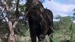 Animals in Africa get drunk by eating ripe Marula fruit   Whatsapp Videos