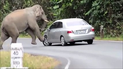 Aniden Önüne Çıkan Filden Kaçamayınca.. Yok Böyle Bir Şey